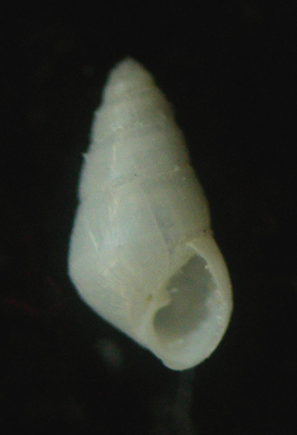odostomia
